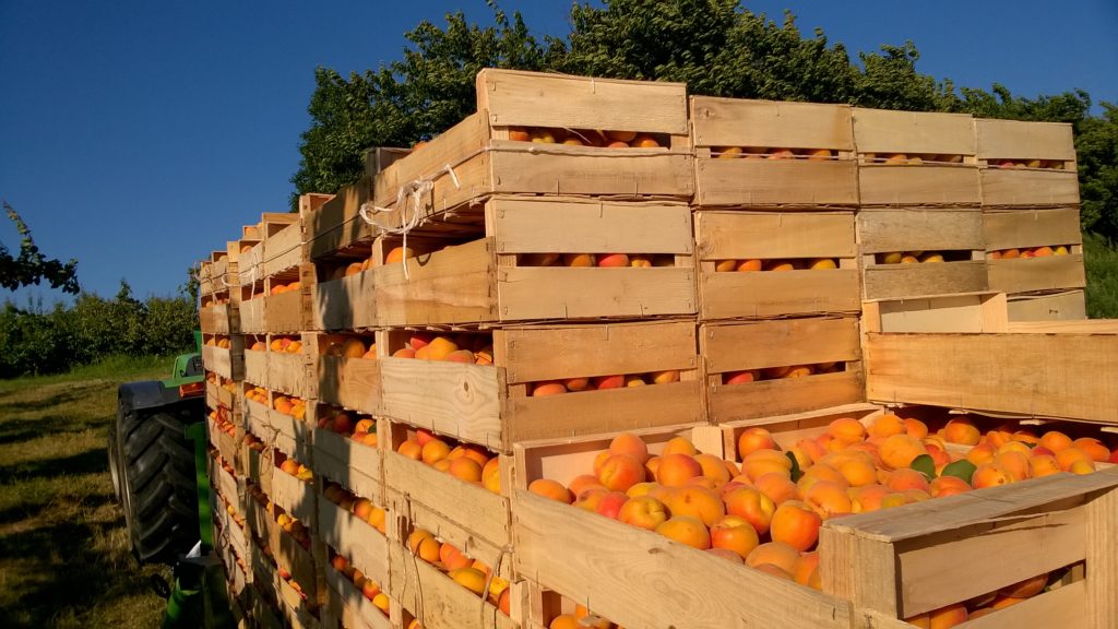caisses-remorque-abricots
