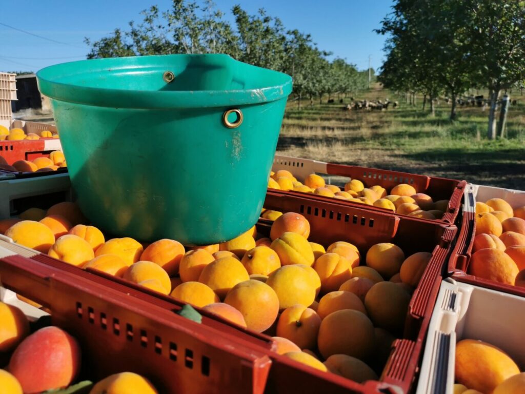 cueillette abricot