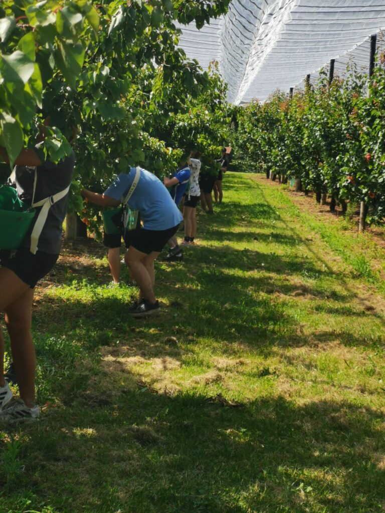 Récolte abricots 2023 saisonniers travail saisonnier Producteurs abricots coulisses